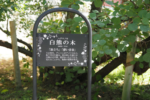 250801_news_tree_tag2.jpg